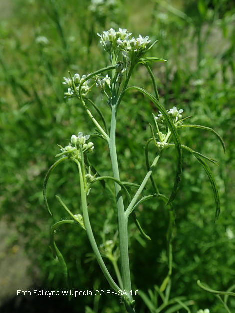 Gartenkresse