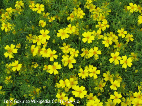 Gewrztagetes