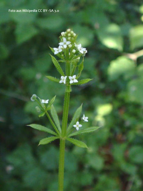 Klettenlabkraut