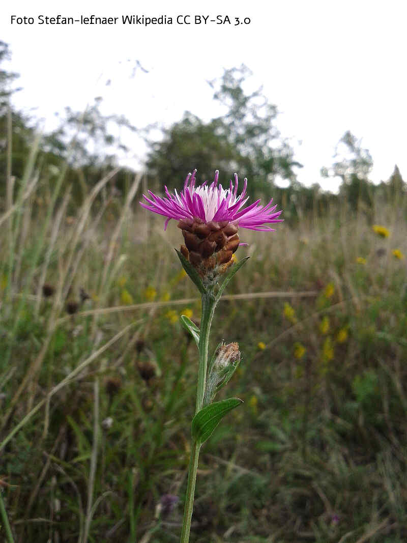 Wiesen-Flockenblume