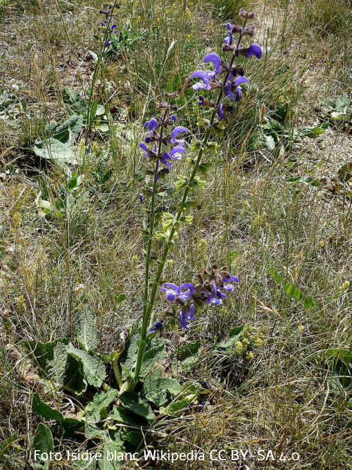 Wiesensalbei