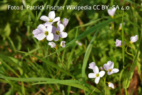 Wiesenschaumkraut