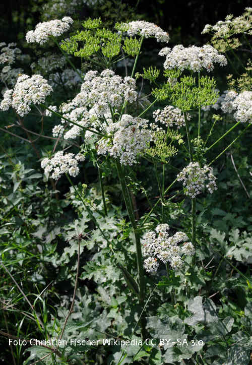 Wiesenbärenklau